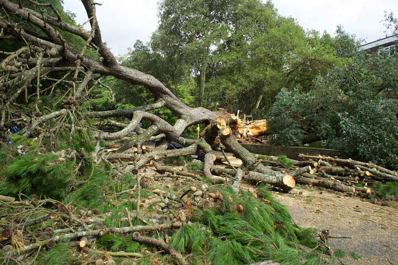 Tree Removal for Businesses in Stafford, TX